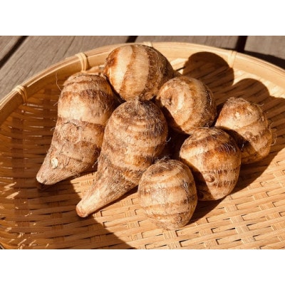 GI富田林の海老芋の孫芋 5kg×1箱