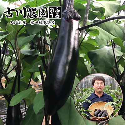 【産地直送】古川農園　「大阪なす」どんな料理にもよく合う万能ナス!2本入×10袋