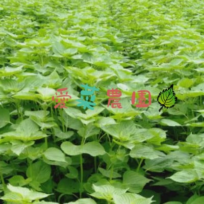 ≪110g×3本≫　国産えごま油「搾りたて」一番搾りのエクストラバージンオイル　大阪産(もん)認定品