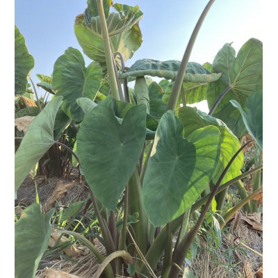 【GI認証取得】とんだばやしの海老芋の孫芋　1箱(5kg)