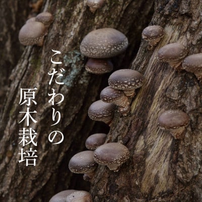 阿蘇うぶやま産 原木乾燥椎茸 箱入り贈答用 どんこ良品(100g小箱入×4袋)