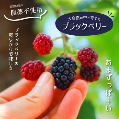 酵素シロップ ブラックベリー 3本セット