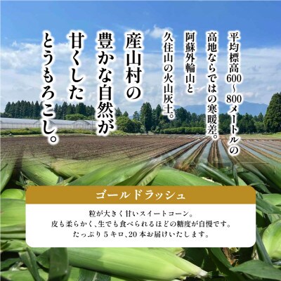 【先行受付】採れたてスイートコーン(ゴールドラッシュ)20本セット