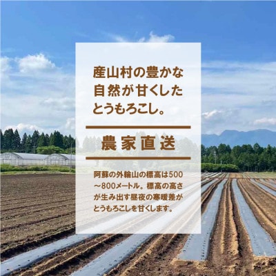 《先行予約!7月中旬以降順次発送!》朝採れスイートコーン(ゴールドラッシュ)15本セット