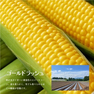《先行予約》朝採れスイートコーン(ゴールドラッシュ)15本セット