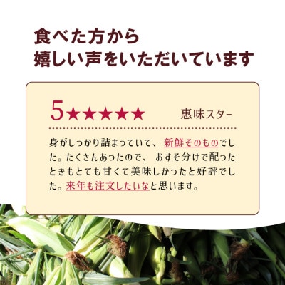 《今が旬!》採れたてスイートコーン(恵味スター)2L・14本セット 【糖度目安:約17度】