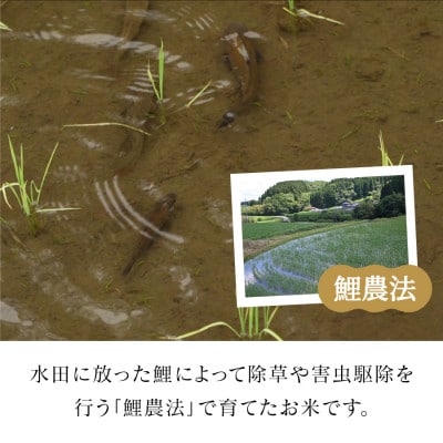 【令和6年産】鯉農法 コシヒカリ(玄米)4kg