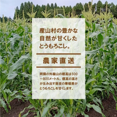 《先行予約!7月中旬順次発送》スイートコーン(恵味スター)3L・12本セット 【糖度目安:約17度】