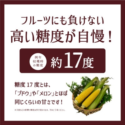 《先行予約!7月中旬順次発送》スイートコーン(恵味スター)3L・12本セット 【糖度目安:約17度】