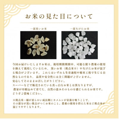 【令和8年産新米】うぶまい(コシヒカリ白米)5kg《阿蘇の名水 池山水源米》