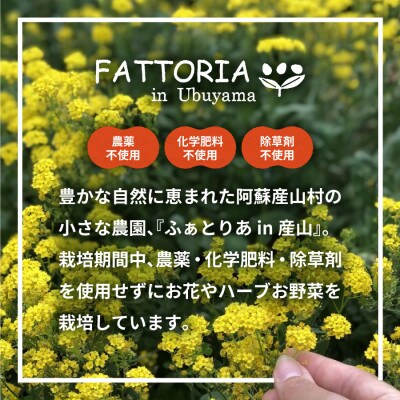瓶の中で花びらが舞うお花のシロップ(カレンデュラ)とナチュラルなハーブティーのセット