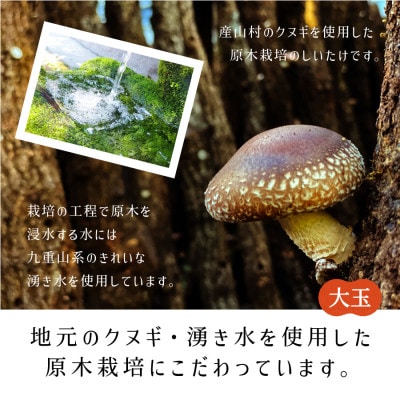 阿蘇・産山村産　原木乾燥しいたけ大玉200g(100g×2)