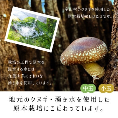 阿蘇・産山村産　原木乾燥しいたけ中小200g(100g×2)