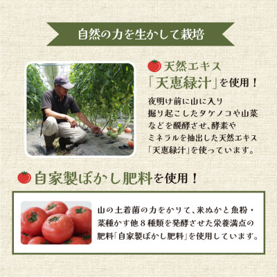 《先行受付!7月より順次発送》有機JASとっぺんトマト 約2kg(7～15個入り)
