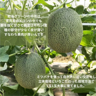 【さとふる限定】【令和8年産先行予約】【数量限定】 阿蘇産山村　肥後グリーンメロン2玉