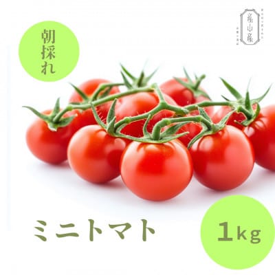 【7月上旬発送】阿蘇 朝採れ ミニトマト1kg