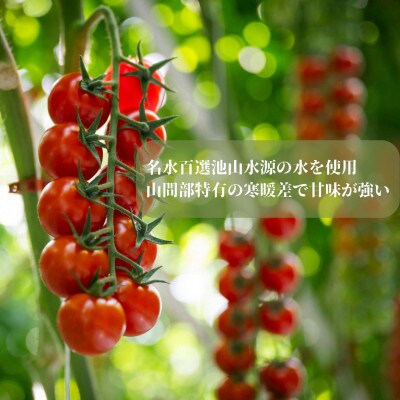 【7月上旬発送】阿蘇 朝採れ ミニトマト1kg