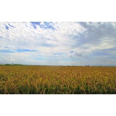 令和元年産 北海道秩父別町ゆめぴりか5㎏特Aランク【SC-02】
