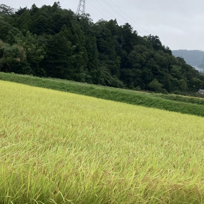 令和7年産福島県産コシヒカリ　20kg(精米)