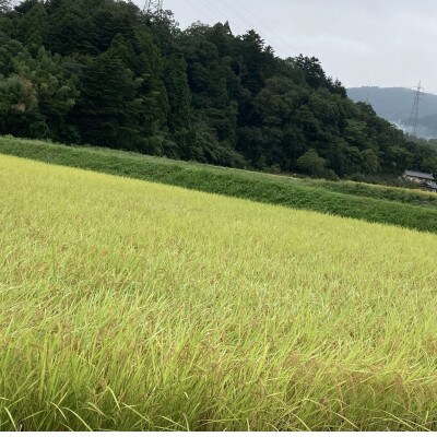 令和7年産福島県産コシヒカリ10kg(精米)