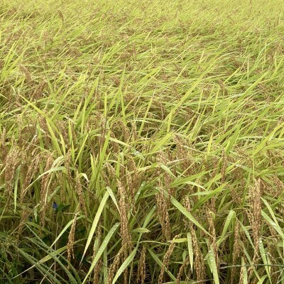 令和7年産福島県産コシヒカリ10kg(精米)