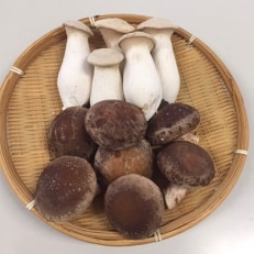 美味しい　きのこセット | ふるさと納税のお礼品