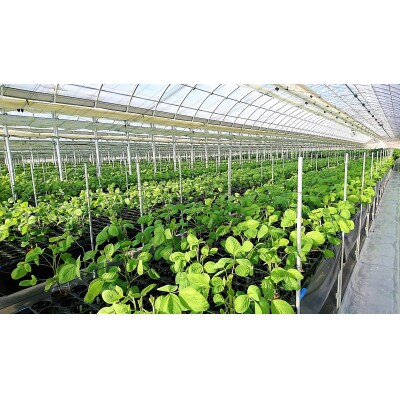 かほる茶豆 枝豆の高級品種 茶豆種 0g 3パック お礼品詳細 ふるさと納税なら さとふる かほる茶豆 枝豆の高級品種 茶豆種 0g 3パック お礼品詳細 ふるさと納税なら さとふる