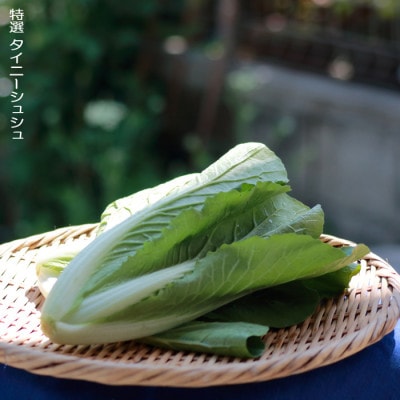 いわき浜の野菜セット(いわき市産の野菜詰め合わせセット)