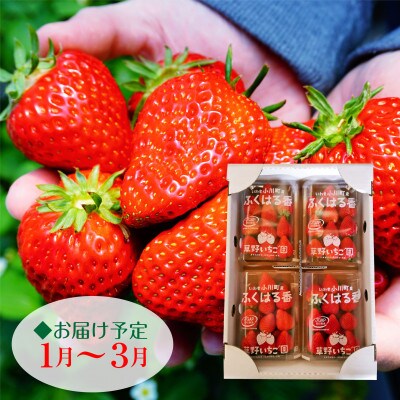 【産地直送】いわき市産いちご　草野いちご園のふくはる香　1kg(250g×4パック)