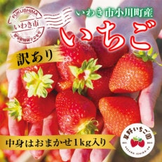 訳あり【産地直送】いわき市産いちご 草野いちご園のいちごの詰め合わせ1kg(中身はお任せ)