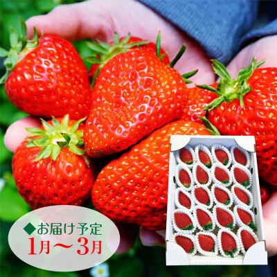 【産地直送・数量限定・特別ギフト】いわき市産いちご　ふくはる香　大玉20粒入り1箱
