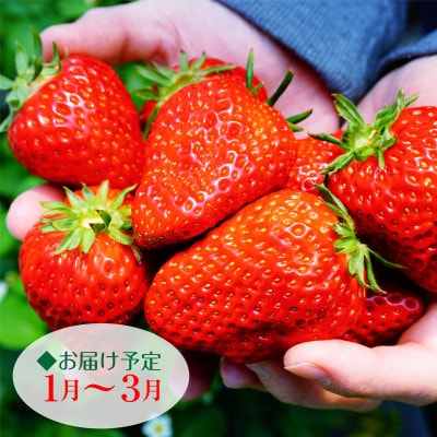 先行受付【2024年1月以降順次発送】いわき市産いちごの食べ比べセット　1キロ入り