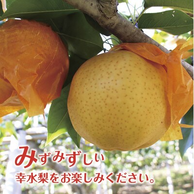 【無地熨斗】【令和5年度先行受付】数量限定　福島県いわき市産(幸水)3kg