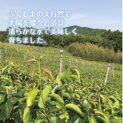 【無地熨斗】【令和5年度先行受付】数量限定　福島県いわき市産(幸水)5kg