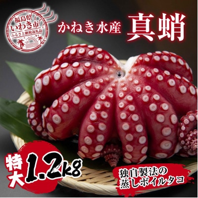 真蛸(蒸しボイルたこ)大1.2kg!　調理簡単で便利!おかずの一品やお酒のお供に!水産加工会社直送!