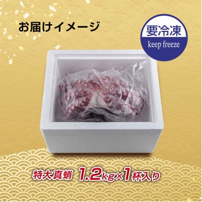 真蛸(蒸しボイルたこ)大1.2kg!　調理簡単で便利!おかずの一品やお酒のお供に!水産加工会社直送!