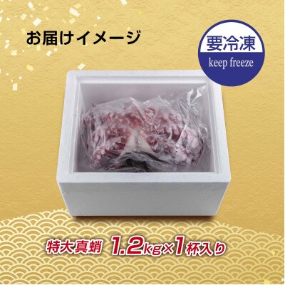 【無地熨斗付き】　真蛸(蒸しボイルたこ)大1.2kg!　調理簡単で便利!おかずの一品やお酒のお供に!