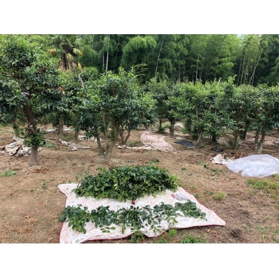 備後・榊(サカキ)切り枝 1束サイズ1セット(2束入り)(福山市)