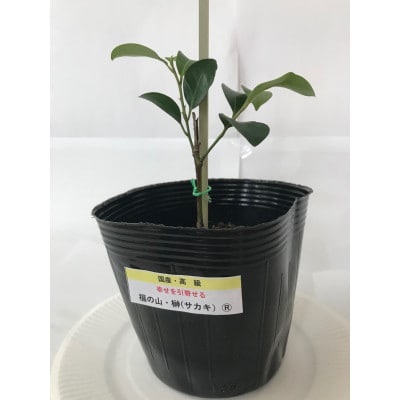 福の山・榊(サカキ):苗木(1鉢):20cm(福山市)