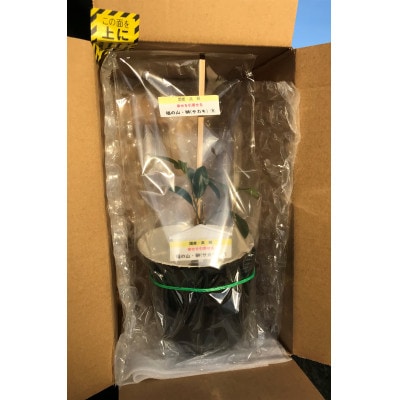 福の山・榊(サカキ):苗木(1鉢):20cm(福山市)