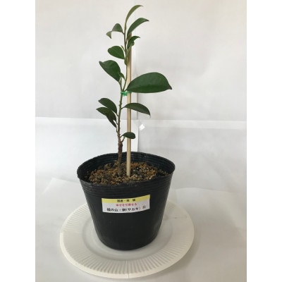 福の山・榊(サカキ):苗木(1鉢):30cm(福山市)