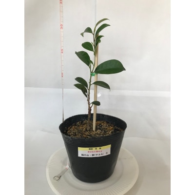 福の山・榊(サカキ):苗木(1鉢):30cm(福山市)