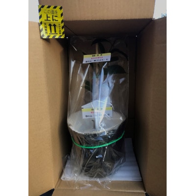 福の山・榊(サカキ):苗木(1鉢):30cm(福山市)