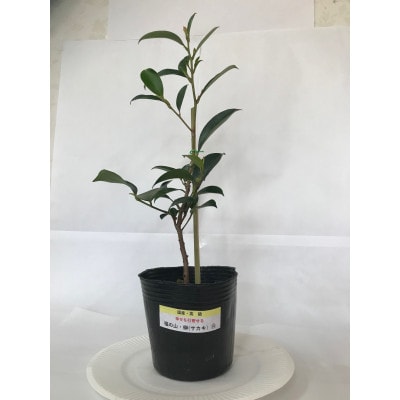 福の山・榊(サカキ):苗木(1鉢):40cm(福山市)