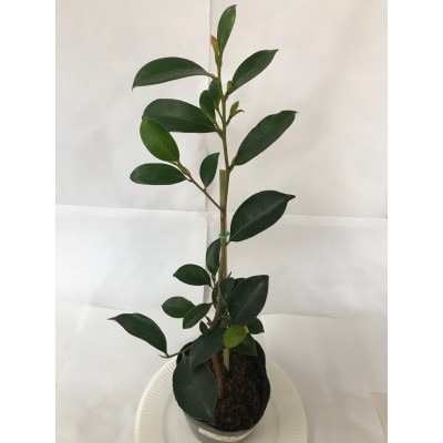 福の山・榊(サカキ):苗木(1鉢):40cm(福山市)