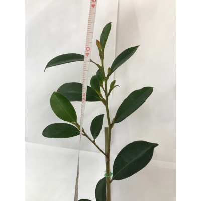 福の山・榊(サカキ):苗木(1鉢):40cm(福山市)