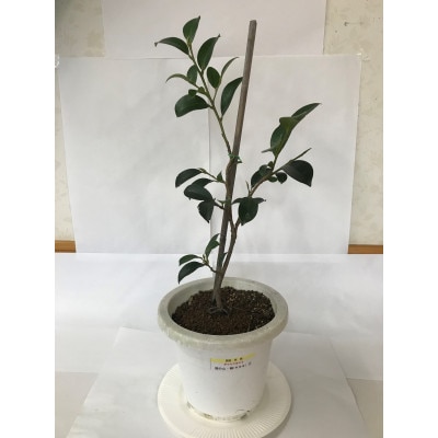 福の山・榊(サカキ):苗木(1鉢):50cm(福山市)