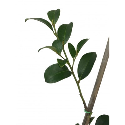 福の山・榊(サカキ):苗木(1鉢):50cm(福山市)