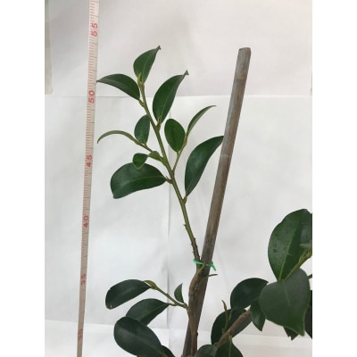 福の山・榊(サカキ):苗木(1鉢):50cm(福山市)