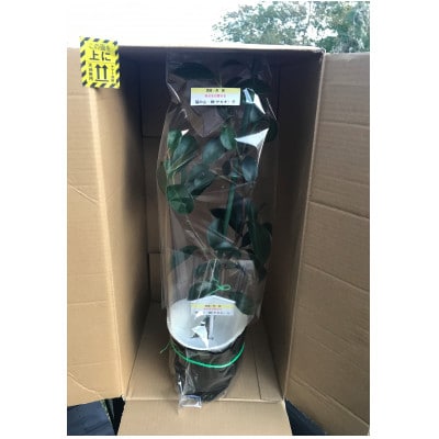 福の山・榊(サカキ):苗木(1鉢):50cm(福山市)